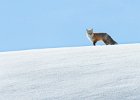 Curious Red Fox - Mike Smith (open)
